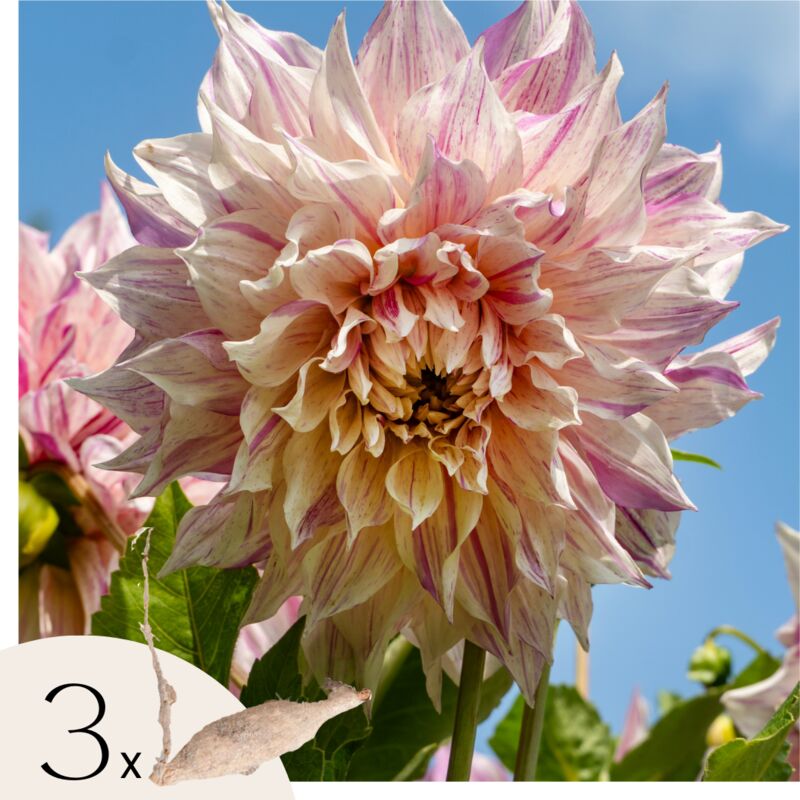 Plant In A Box - Dahlias - Set de 3 - Dahlia 'Café au lait Twist' - Bulbes à fleurs - Rose