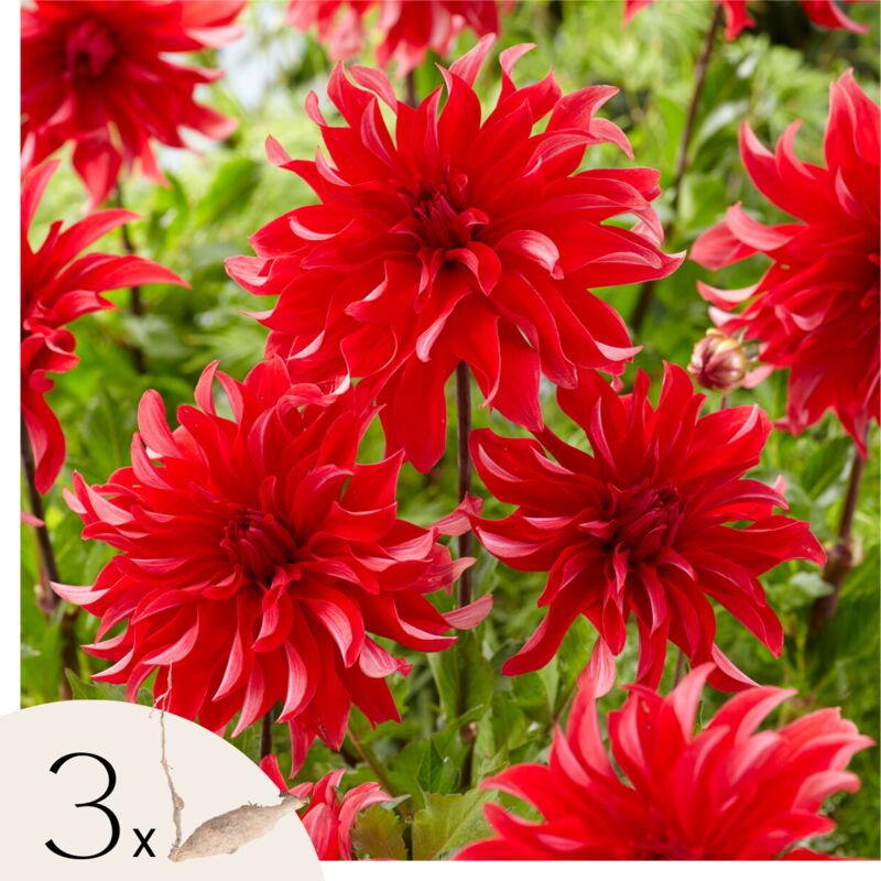 Plant In A Box - Dahlias - Set de 3 - Dahlia 'Labyrinth Red' - Bulbes à fleurs - Rouge
