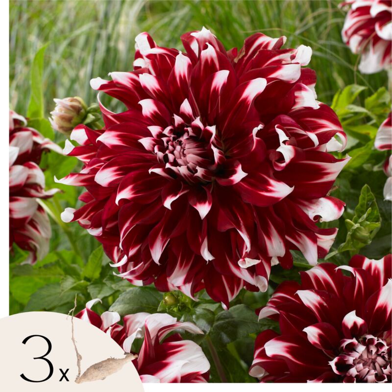 Dahlias - Set de 3 - Dahlia 'X-Factor' - Bulbes à fleurs - Vert