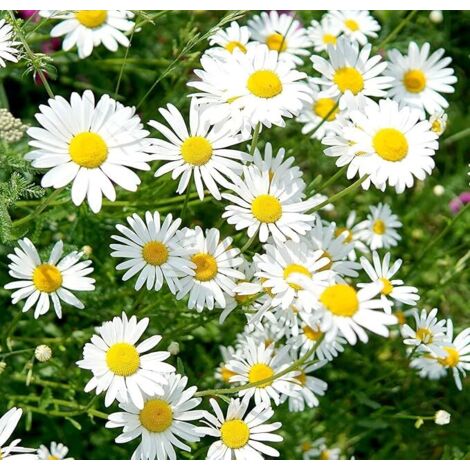 Daisy Seeds 2000 pcs, Flower Meadow Seeds