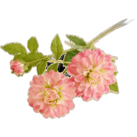 Dalia 62cm