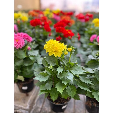 MEDITERRANEO GARDEN Dalia