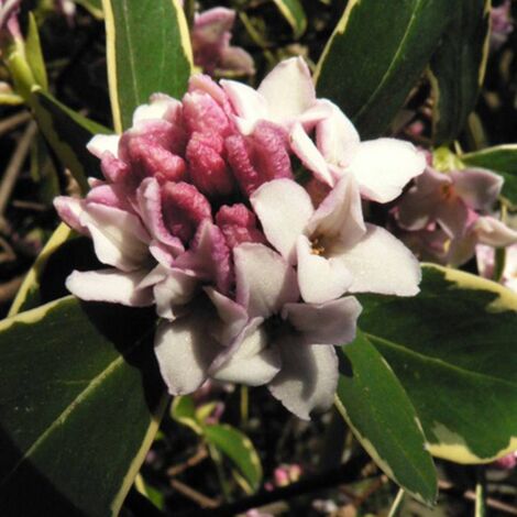 Daphne odora Aureomarginata | Pot de 3L - 20/40 cm