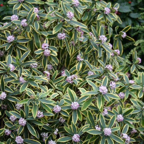 Daphne odora Mariani® 'Rogbret' | Godet - 5/20 cm