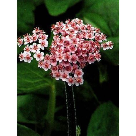 Darmera peltata Godet de 8/9 cm