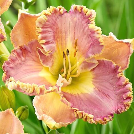 Daylilies Daylily Lavanda Tutù 1 pz.