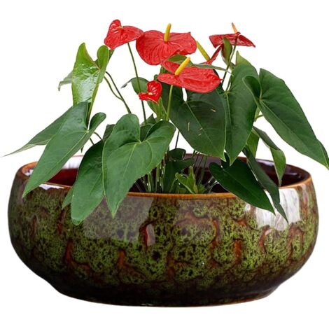 de fleurs hydroponique en c ramique tanche pour int rieur et