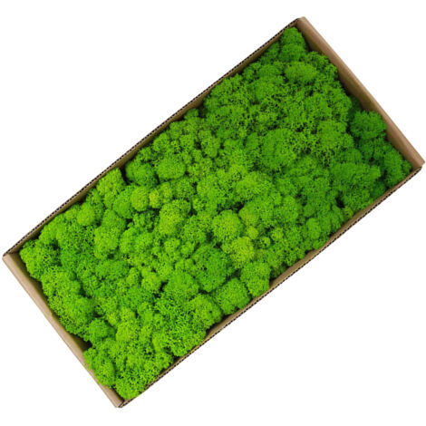 Décor mural en mousse naturelle préservée pour jardinage et art - Lot de 500g pour micro-paysage d'intérieur sans maintenance