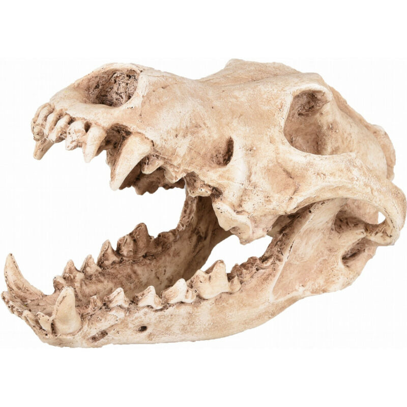 Crâne prédateur animaux, taille 24 x 13 x 13 cm, Décoration aquarium - Flamingo Pet Products