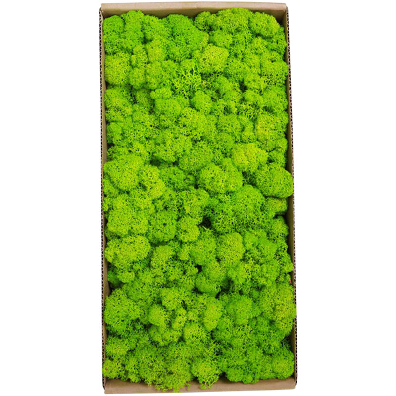 Décoration murale en mousse préservée, véritable mousse préservée, aucun entretien requis, mousse naturellement préservée pour fête murale à la
