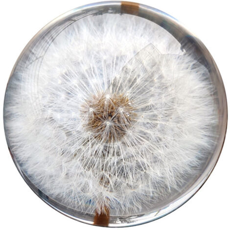Dekorativer, harzbeschichteter Ballon mit einer echten Pusteblume, 8 cm Durchmesser, transparent