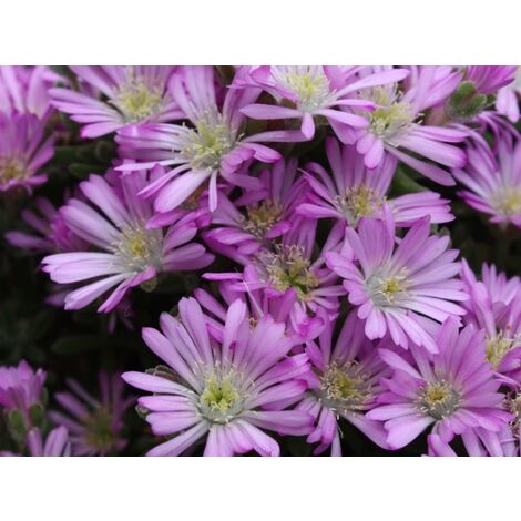 Delosperma Aberdenense v15