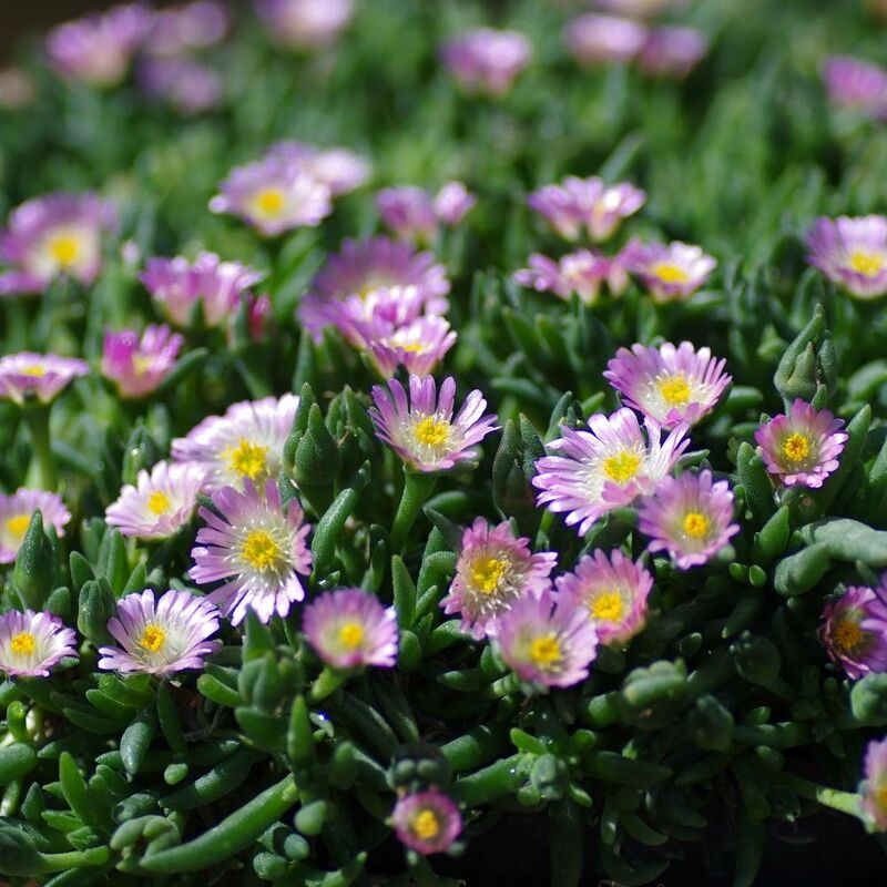 Delosperma Jewel of Desert Rosequartz® | Conditionnement: Lot de 3 godets