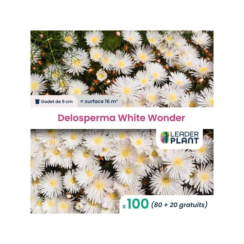 Leaderplantcom - 100 Delosperma White Wonder ® pour une surface de 16 m²