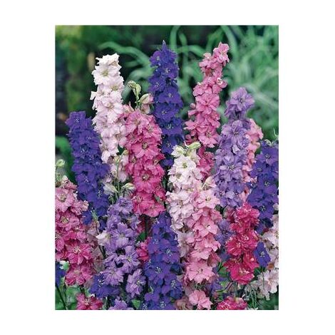 DELPHINIUM - Graines de fleurs - 1 G