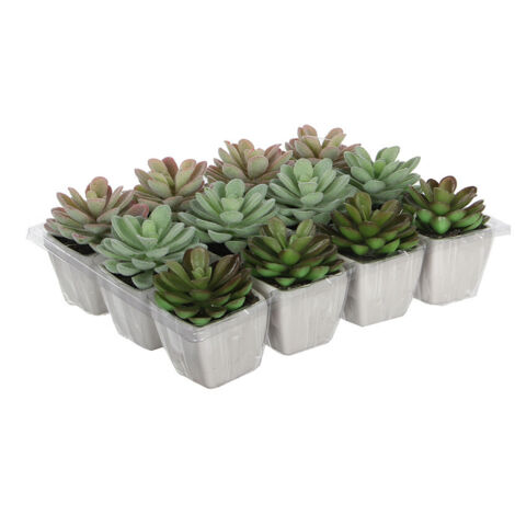 *dernieres unites* cactus dans pot plusieurs modèles 8.5cm