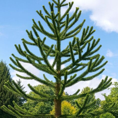 PÉPINIÈRES NAUDET Désespoir des singes (Araucaria araucana)