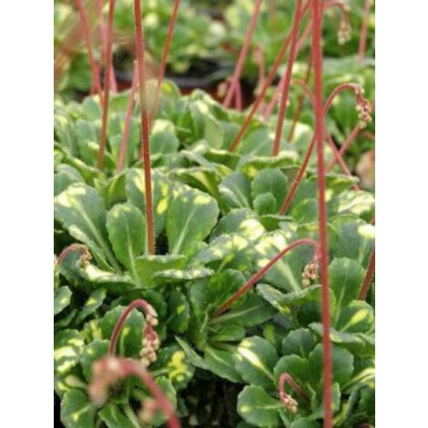 Désespoir du peintre 'Variegata' Godet de 8/9 cm