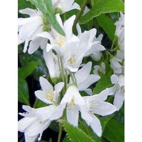 Deutzia crenata 'Nikko' Pot de 7,5L/10L
