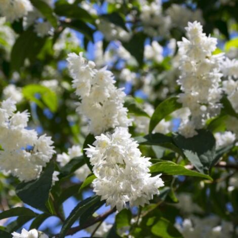 Deutzia (Deutzia Scabra)