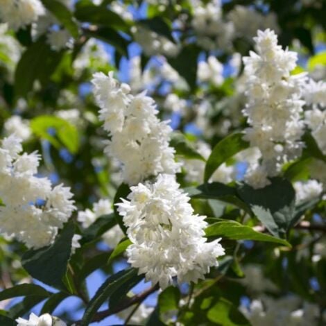 Deutzia (Deutzia Scabra) - Godet - Taille 10/15cm