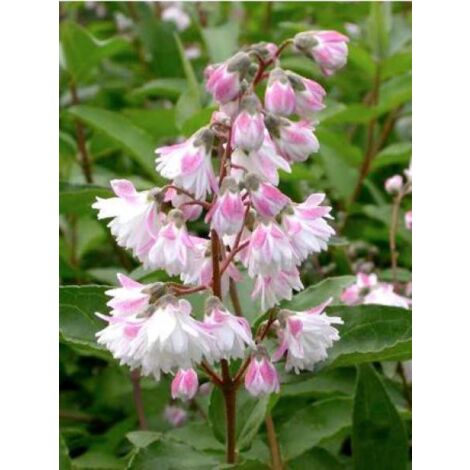 Deutzia scabra 'Plena' Pot de 2L/3L