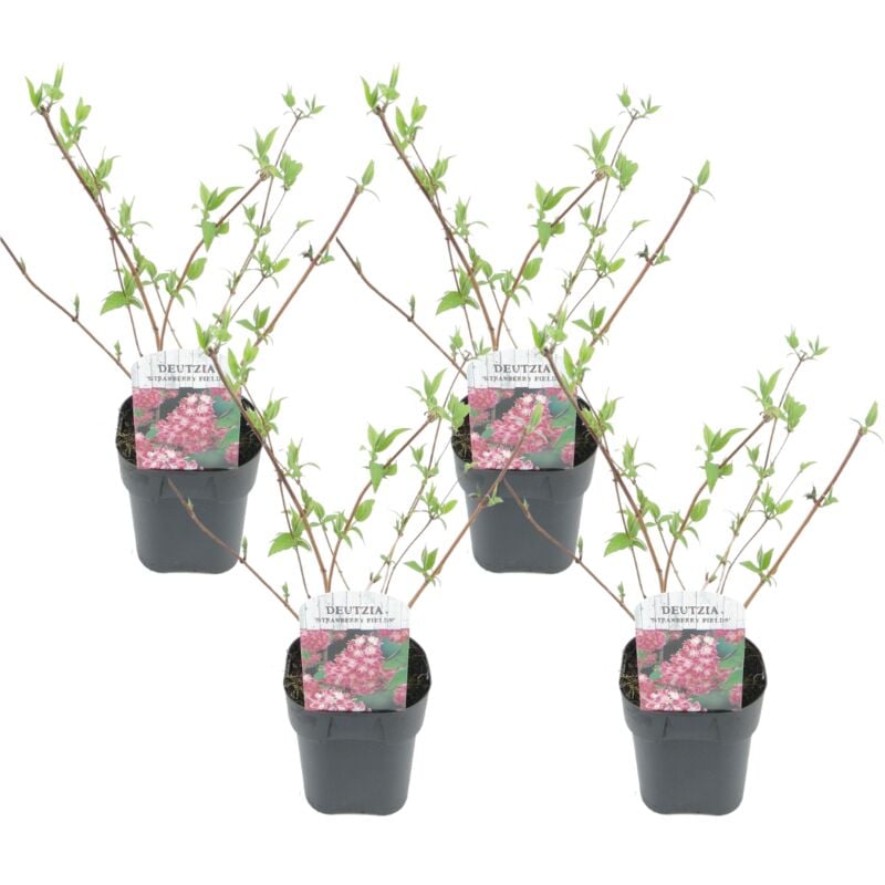 Plant In A Box - Deutzia x hybrida 'Champs de fraises' - Set de 4 - Pot 17cm - Hauteur 25-40cm - Rose