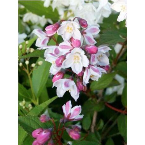 Deutzia x kalmiiflora Godet de 8/9 cm