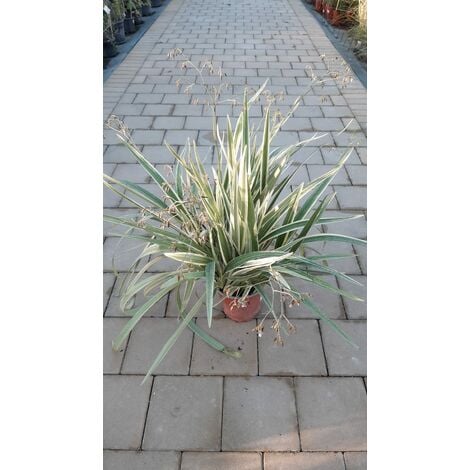 Foglie Artificiali di Edera 4 pz Variegata 90 cm - AMDGarden