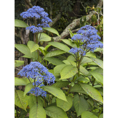 Dichroa 'Round Blue' Pot de 3L/4L