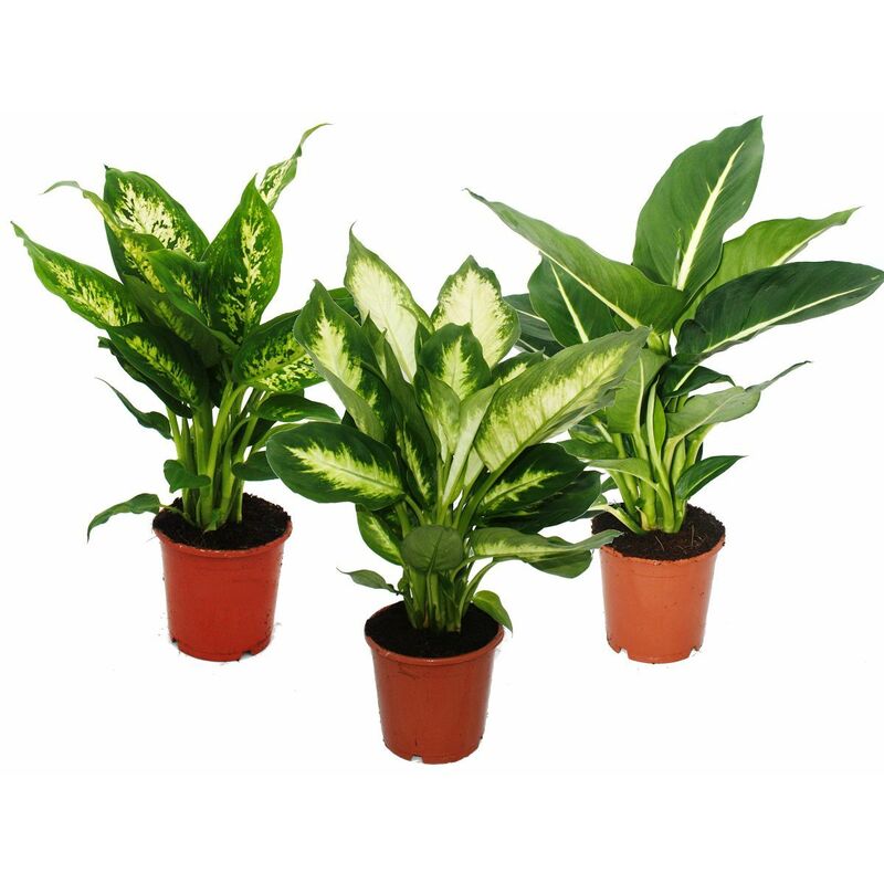 Diefenbachie - Ensemble de 3 avec 3 types différents Variétés - plantes d'intérieur - plantes en pot pour débutants