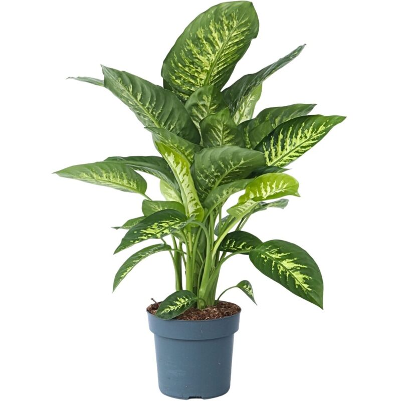 Plant In A Box - Cannes des muets - Dieffenbachia 'Tropic' - Hauteur 70-80cm - ⌀24cm