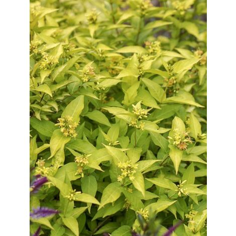 Diervillée des ruisseaux 'Honeybee' Pot de 7,5L/10L
