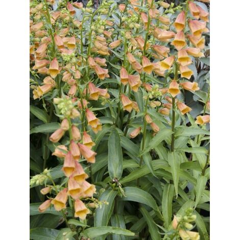 Digitale 'Goldcrest Waldigone' Pot de 1,5L/2L