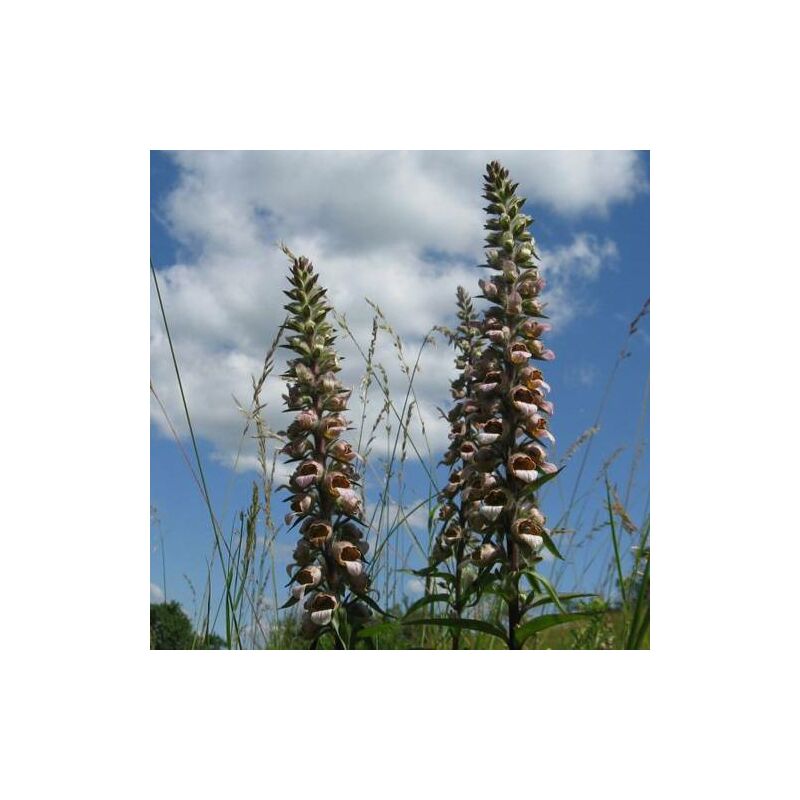 Digitale laineuse | Conditionnement: Lot de 9 godets