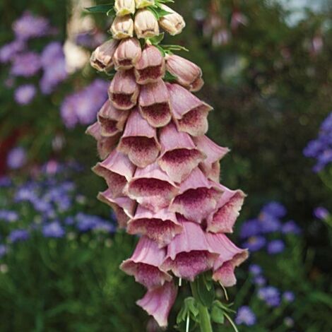 Digitale mertonensis Pot de 2L/3L