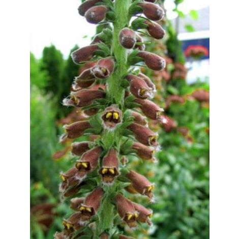 Digitale parviflora Godet de 8/9 cm