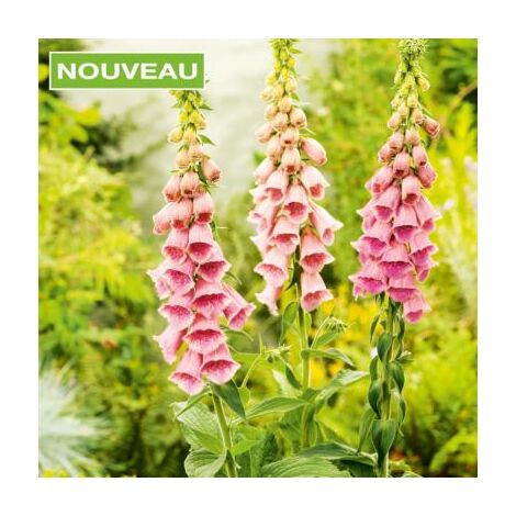 DIGITALIS MERTONENSIS SUMMER KING - 100 SEMENCES