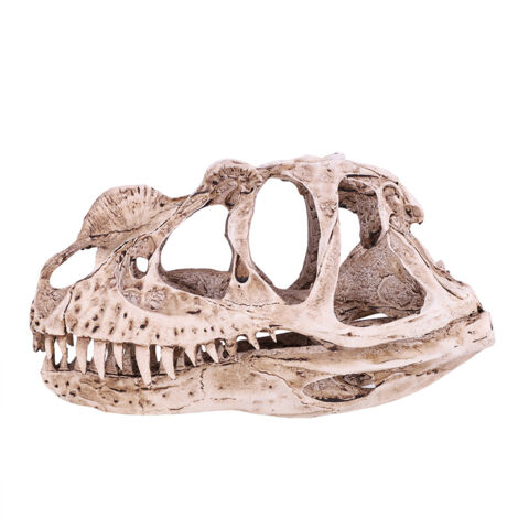 Dinosaurierschädel aus Kunstharz – Tierskelettmodell, Dekoration für Zuhause oder Büro, Lernzubehör, Bastelmaterial