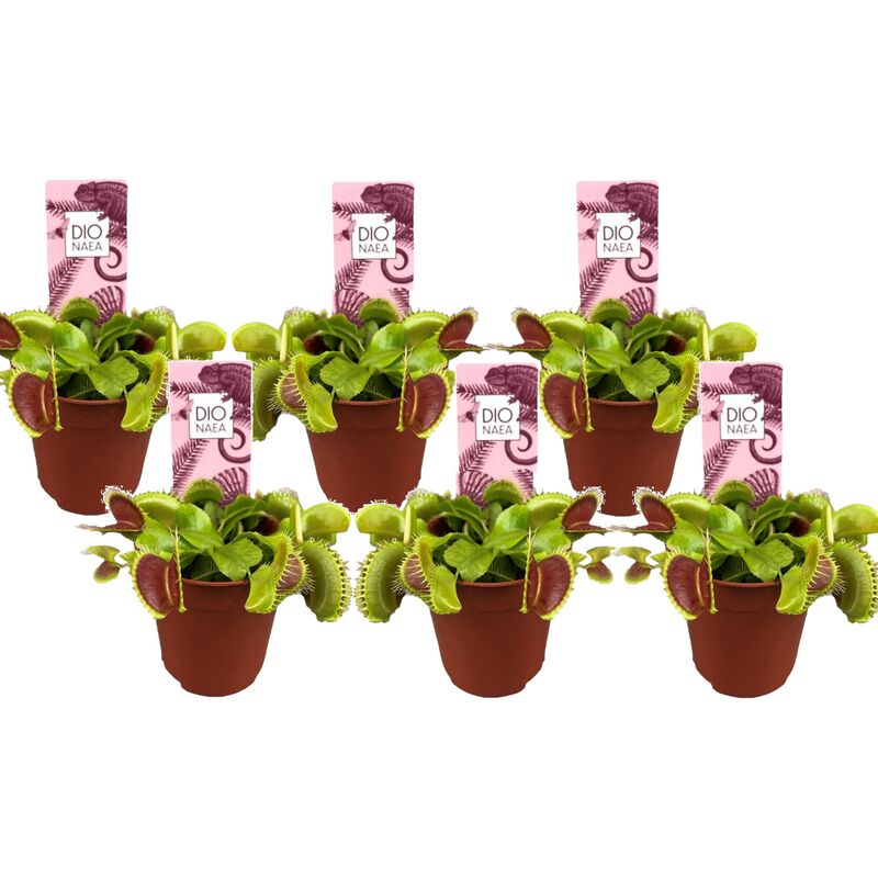 Dionaea Muscipula - Lot de 6 - Plante carnivore - Pot 5,5cm - Hauteur 5-10cm - Vert