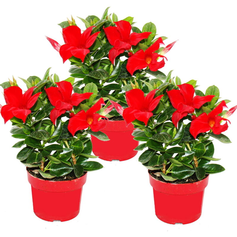 Exotenherz - Dipladenia - Jasmin du Chili - pot 9cm - set de 3 plantes - rouge