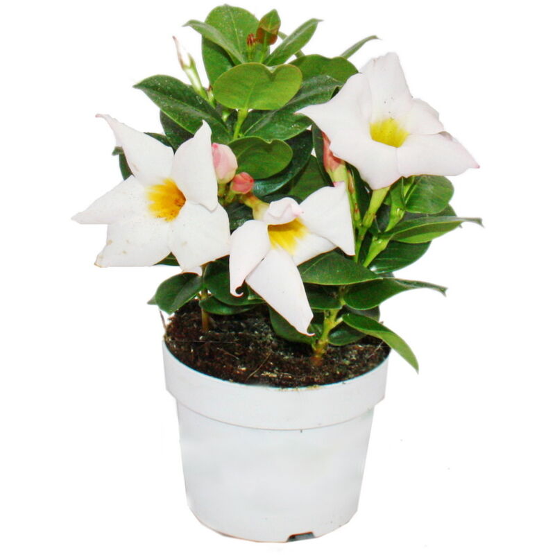 Exotenherz - Dipladenia - Jasmin du Chili - pot 9cm - 1 plante - blanc