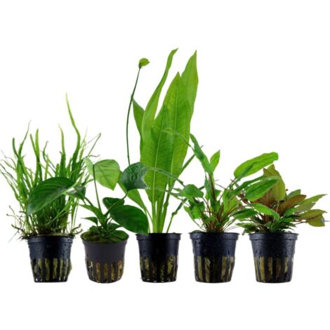 'Diskus' Set mit 5 Topf Pflanzen Aquariumpflanzen Set Nr.131