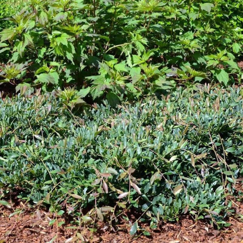 Distylium Blue Cascade® 'Piidist 2'/Pot de 3L