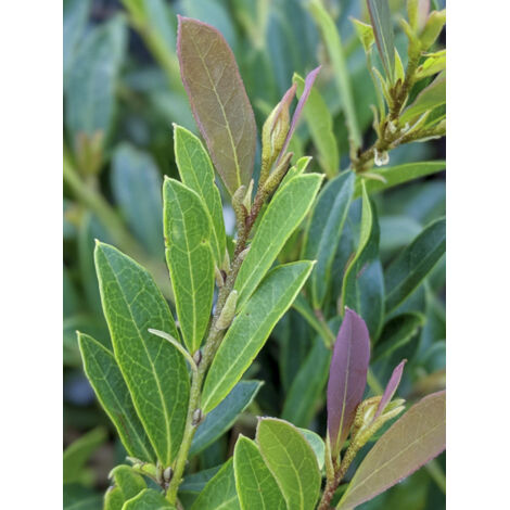 Distylium 'Cinnamon Girl' Pot de 3L/4L