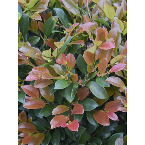 Distylium 'Linebacker' Pot de 3L/4L