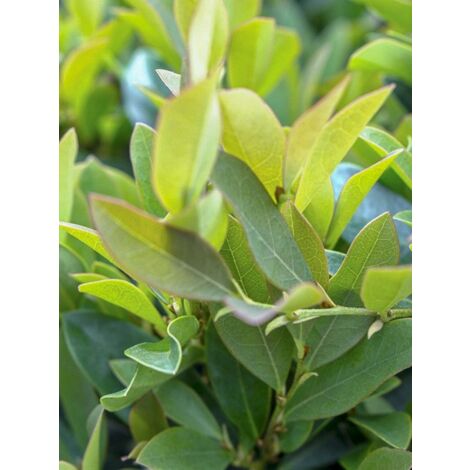 Distylium 'Vintage Jade' Godet de 8/9 cm
