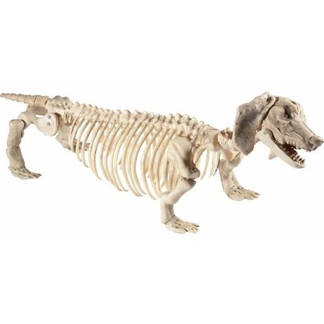 Dog Skeleton Prop - Natural - Dachshund Dog Skeleton Prop - 51cm14cm17cm 22inchx5inchx12inch - 46909