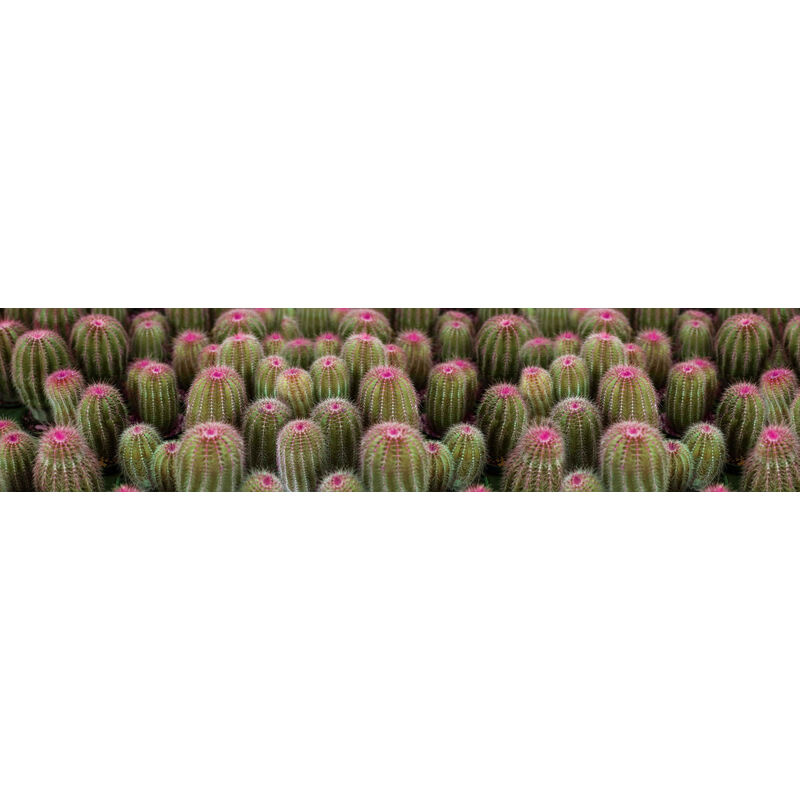 

Camino de cocina, 100% Made in Italy, Alfombra antimanchas con impresión digital, Camino antideslizante y lavable, Modelo Cactus - Briony, cm 240x52