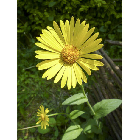 Doronic à feuilles en cœur Godet de 8/9 cm
